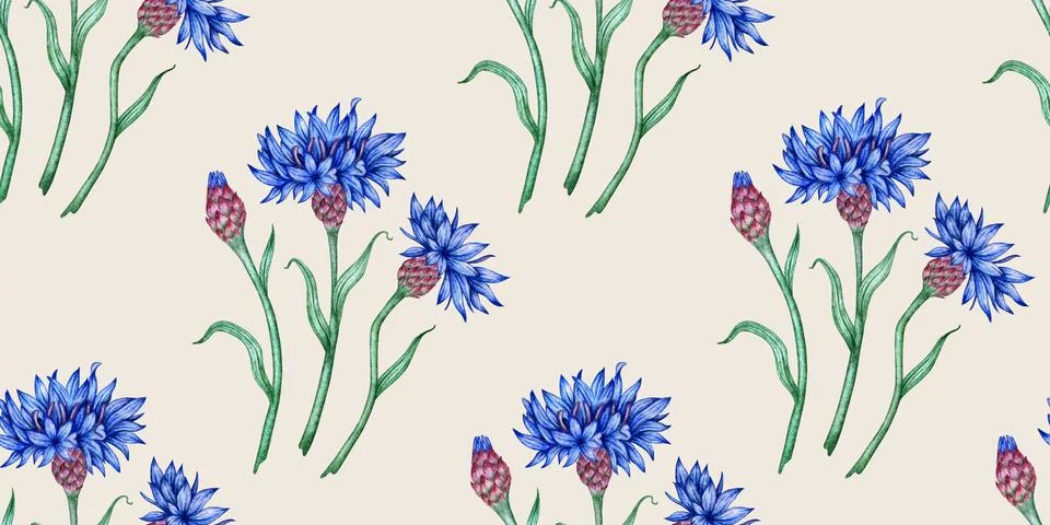 Cornflowers blue flowers pattern on gray background in watercolor Illustrazione stock