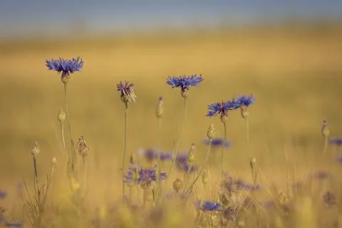Cornflowers in blured field Stock Photos