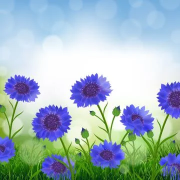 Cornflowers With Bokeh Stock Illustration