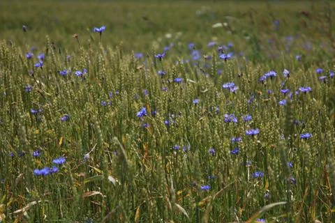 Cornflowers on cereal field as background. Stock Photos