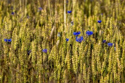 Cornflowers on cereal field as background. Stock Photos