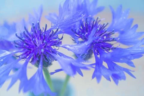 Cornflowers close up with bokeh. Macro. Soft focus. Stock Photos