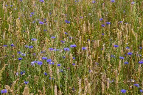 Cornflowers in cornfield Stock Photos