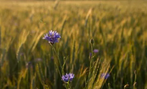 Cornflowers in crop Stock Photos