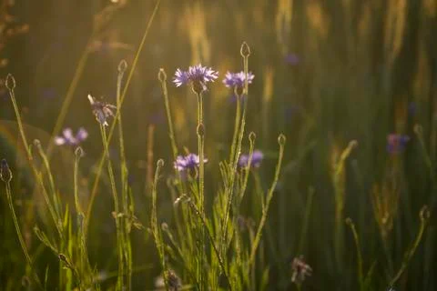 Cornflowers in crop Stock Photos