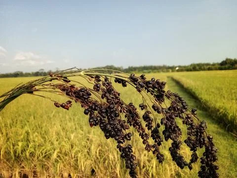 Cornflowers on the edge of paddy fields Stockfoto's