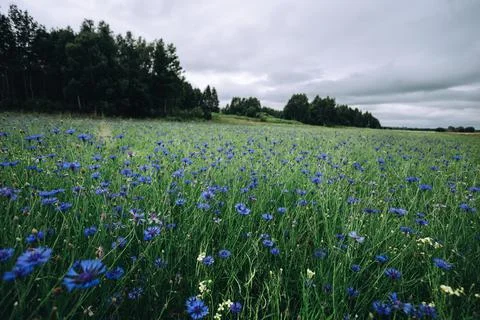 Cornflowers field in the evening under cloudy sky. Beautiful evening landscape Stock Photos