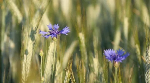 Cornflowers in a field of grain 스톡 동영상 68078372