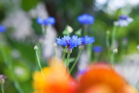 Cornflowers on field Stock Photos