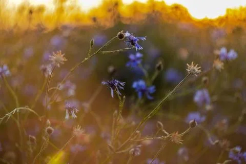 Cornflowers on the field Stock Photos