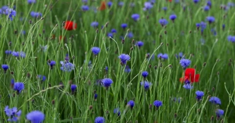 Cornflowers in the field swaying in the wind Stock Footage 243355617