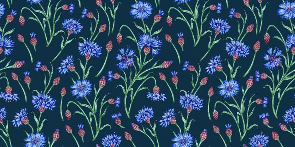 Cornflowers flowers pattern on dark blue watercolor background Illustrazione stock