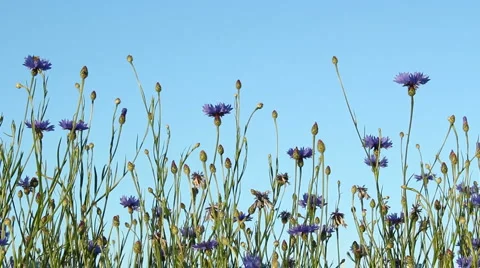Cornflowers Stock Footage 6017983