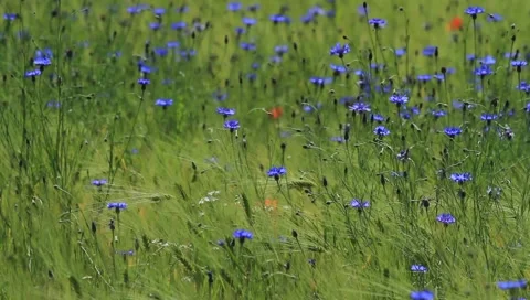 Cornflowers Stock-Footage 6108835