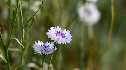 Cornflowers Stock Footage 11839172