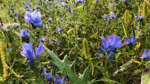 Cornflowers 库存影片 92737381