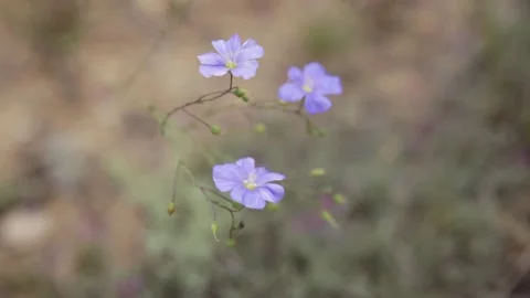Cornflowers Stock Footage 130818524
