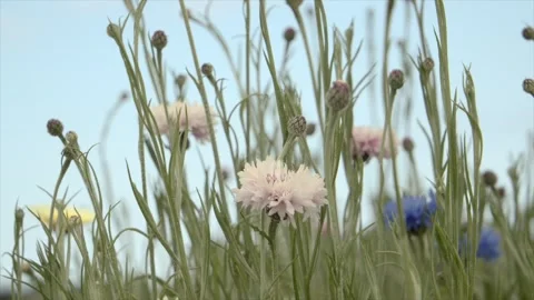 Cornflowers Video stock 276828755