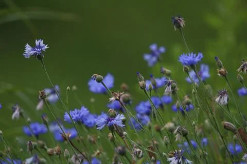 Cornflowers on meadow as background. Stock Photos