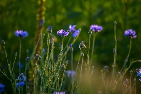 Cornflowers on meadow as background. Stock Photos