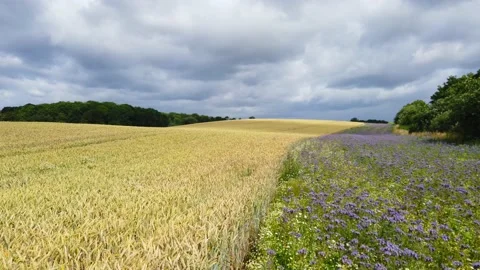 Cornflowers next to a brown grain field move back and forth in the wind Video stock 134466566