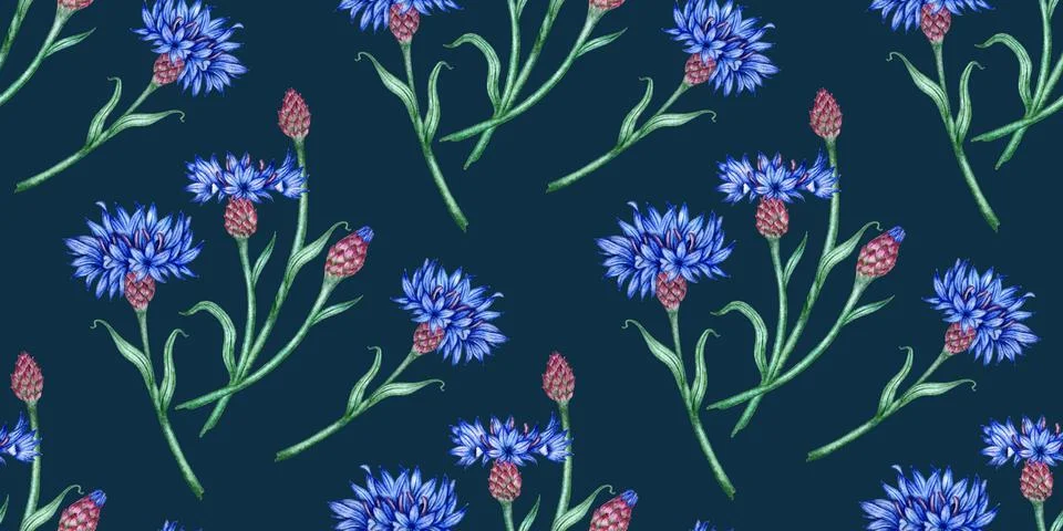 Cornflowers pattern on a blue background in watercolor Illustrazione stock