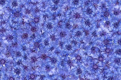Cornflowers pattern. Blue flowers background. Natural texture Stock Photos