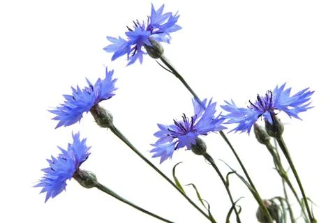 Cornflowers 스톡 사진