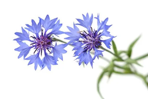 Cornflowers 스톡 사진