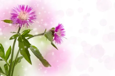 Cornflowers Stock Photos