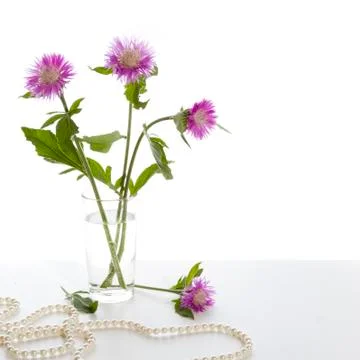 Cornflowers Stock Photos