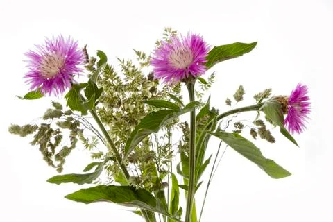 Cornflowers Stock Photos