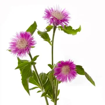 Cornflowers Stock Photos