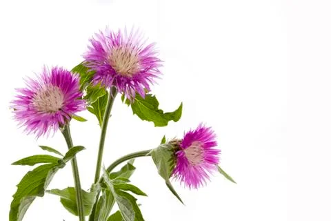 Cornflowers Stock Photos