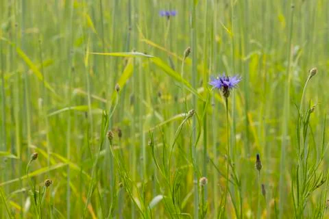 Cornflowers Stock Photos