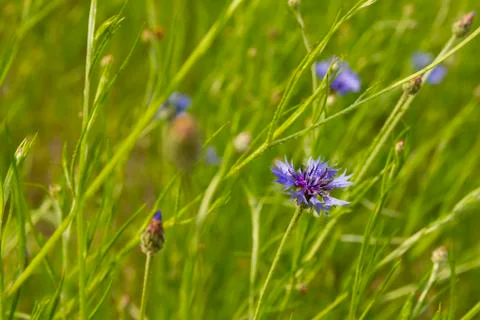 Cornflowers Stock Photos