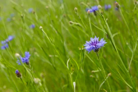 Cornflowers Stock Photos