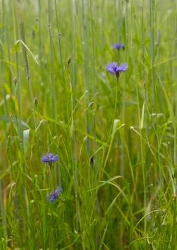Cornflowers Stock Photos