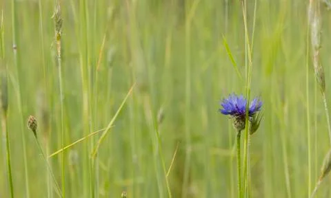 Cornflowers Stock Photos