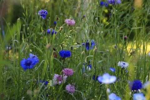 Cornflowers Stock Photos