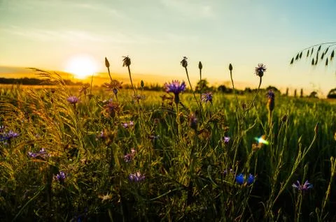 Cornflowers Foto stock