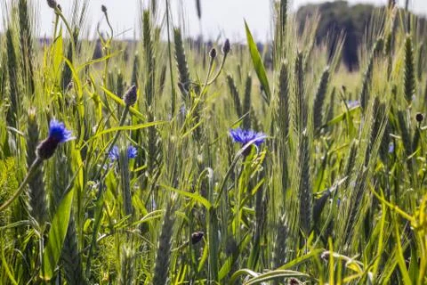Cornflowers Stock Photos