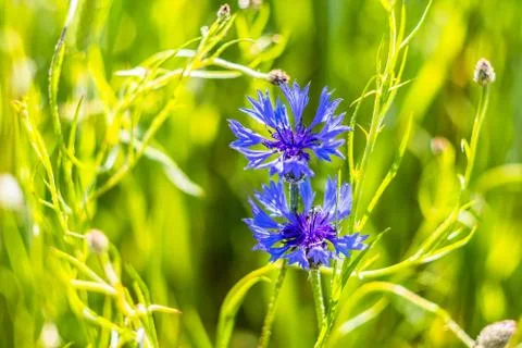 Cornflowers Stock Photos