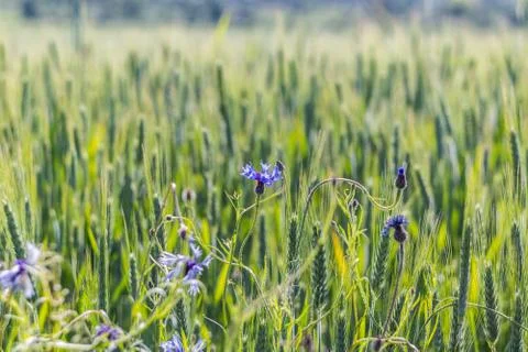 Cornflowers Stock Photos