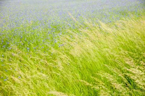 Cornflowers Stock Photos