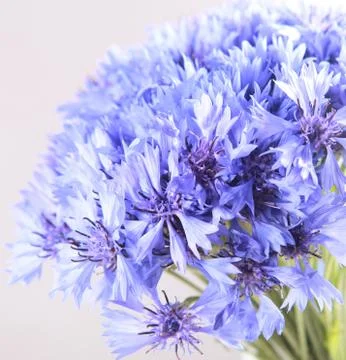Cornflowers Stock Photos