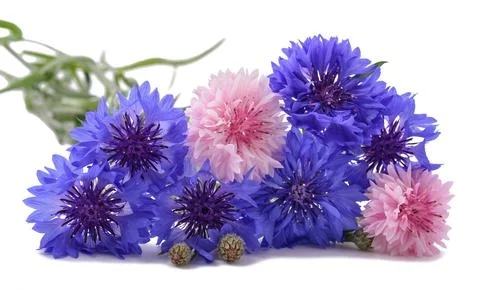 Cornflowers Stock Photos