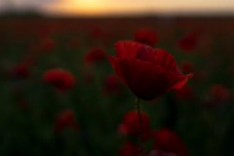 Cornflowers Stock Photos