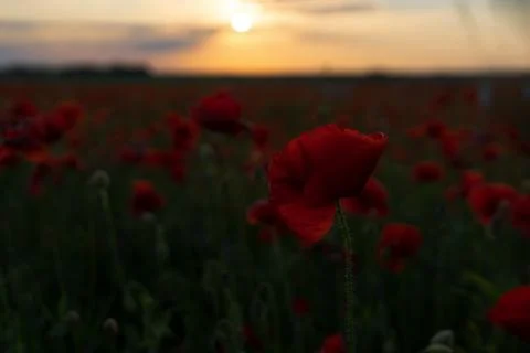 Cornflowers Stock Photos