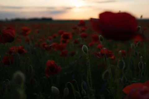 Cornflowers Stock Photos